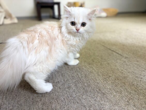 ヌーノクラブ 猫専用ペットホテル 都内 中野区 フリースペースでのびのび お預り中の猫ちゃん ラガマフィンのもふ