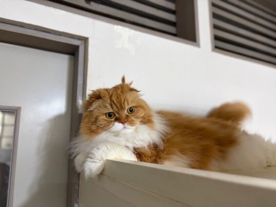 ヌーノクラブ　猫専用ペットホテル　都内　中野区　フリースペースでのびのび　お預り中の猫ちゃん　スコティッシュフォールドのモカ