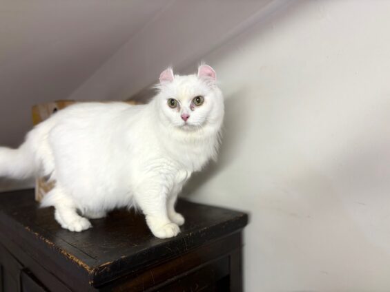 ヌーノクラブ　猫専用ペットホテル　都内　中野区　フリースペースでのびのび　お預り中の猫ちゃん　ミックスのラン