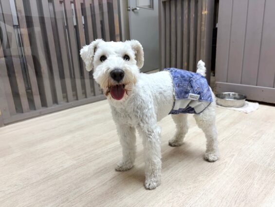 ヌーノクラブ 犬のペットホテル 東京 中野区 フリースペースでのびのび お預かり中 ミニチュアシュナウザーのチャック