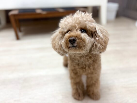 ヌーノクラブ　犬のペットホテル　東京　中野区　フリースペースでのびのび　お預かり中　トイプードルのまる