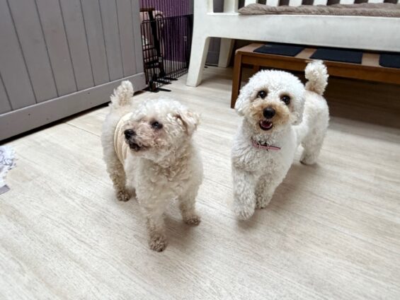 ヌーノクラブ 犬のペットホテル 東京 中野区 フリースペースでのびのび お預かり中 トイプードルのコロン、バンビ