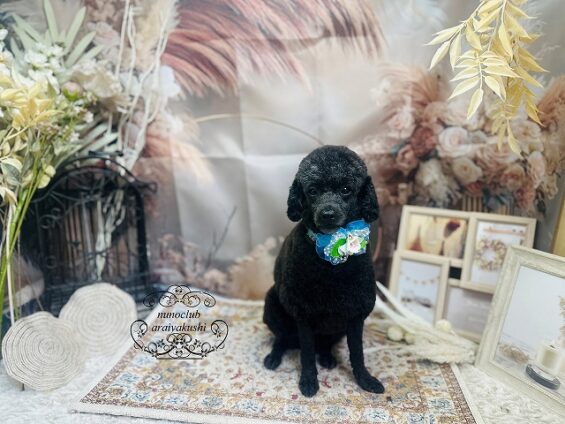 ペットサロン、ヌーノクラブ、可愛くリーズナブルにトリミング　ペットサロン、ヌーノクラブ、可愛くリーズナブルにトリミング 