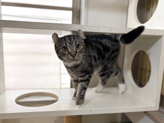 ヌーノクラブ　猫専用ペットホテル　都内　中野区　フリースペースでのびのび　お預り中の猫ちゃん　アメリカンカールのタビ