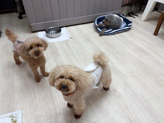 ヌーノクラブ　犬のペットホテル　東京　中野区　フリースペースでのびのび　お預かり中　トイプードルのぽんた