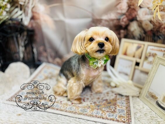 ペットサロン、ヌーノクラブ、可愛くリーズナブルにトリミング　ペットサロン、ヌーノクラブ、可愛くリーズナブルにトリミング 　ヨーキーの虎太郎３_640