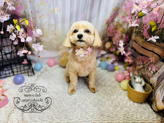 ペットサロン、ヌーノクラブ、可愛くリーズナブルにトリミング　ペットサロン、ヌーノクラブ、可愛くリーズナブルにトリミング マルプーのりら_640