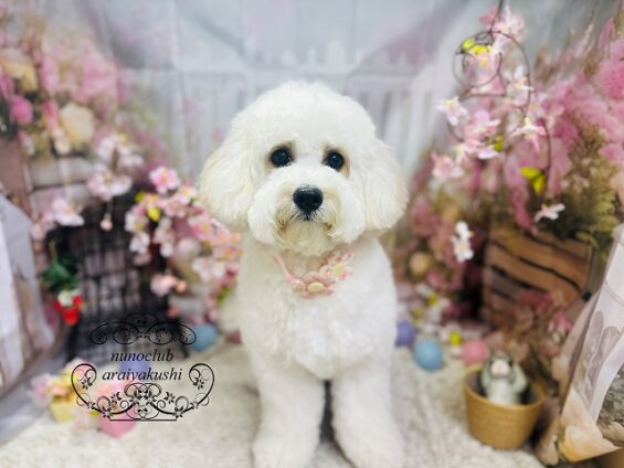 ペットサロン、ヌーノクラブ、可愛くリーズナブルにトリミング　ペットサロン、ヌーノクラブ、可愛くリーズナブルにトリミング