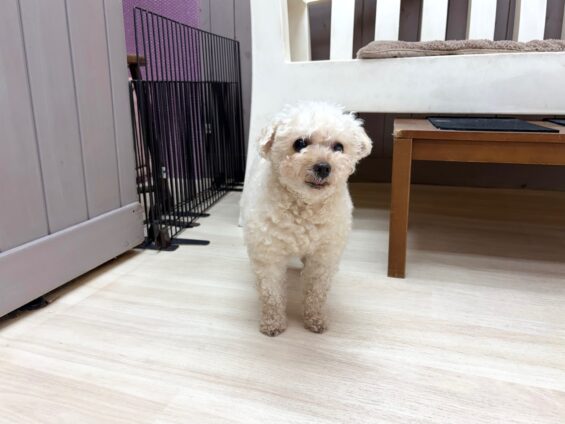 ヌーノクラブ 犬のペットホテル 東京 中野区 フリースペースでのびのび お預かり中 トイプードルのコロン、バンビ