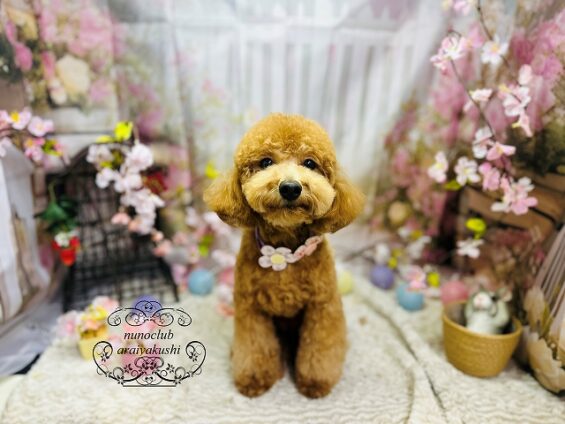 ペットサロン、ヌーノクラブ、可愛くリーズナブルにトリミング　ペットサロン、ヌーノクラブ、可愛くリーズナブルにトリミング