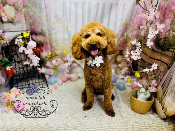 ペットサロン、ヌーノクラブ、可愛くリーズナブルにトリミング　ペットサロン、ヌーノクラブ、可愛くリーズナブルにトリミング　トイプードルドット２_640