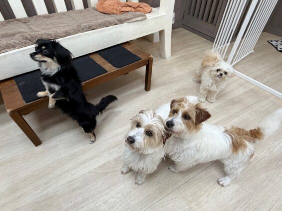 ヌーノクラブ　犬のペットホテル　東京　中野区　フリースペースでのびのび　お預かり中　ポメプーのクマ