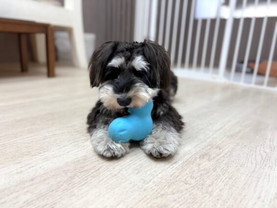 ヌーノクラブ 犬のペットホテル 東京 中野区 フリースペースでのびのび お預かり中 ミニチュアシュナウザーのジョニ-