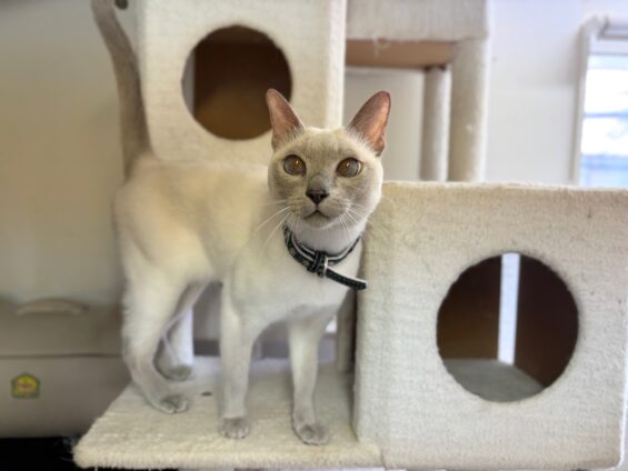 ヌーノクラブ　猫専用ペットホテル　都内　中野区　フリースペースでのびのび　お預り中の猫ちゃん　トンキニーズのタケル