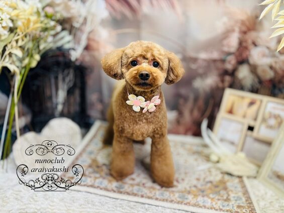 ペットサロン、ヌーノクラブ、可愛くリーズナブルにトリミング　ペットサロン、ヌーノクラブ、可愛くリーズナブルにトリミング 　トイプードルのココ２_640