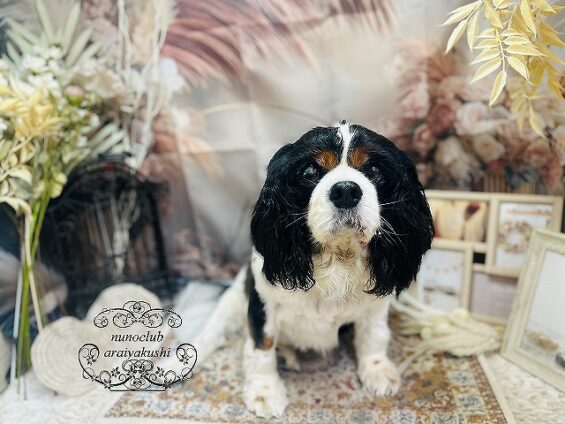 ペットサロン、ヌーノクラブ、可愛くリーズナブルにトリミング　ペットサロン、ヌーノクラブ、可愛くリーズナブルにトリミング 　