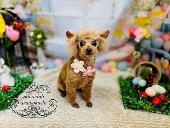 ペットサロン、ヌーノクラブ、可愛くリーズナブルにトリミング　トイプードルのマロン３_640