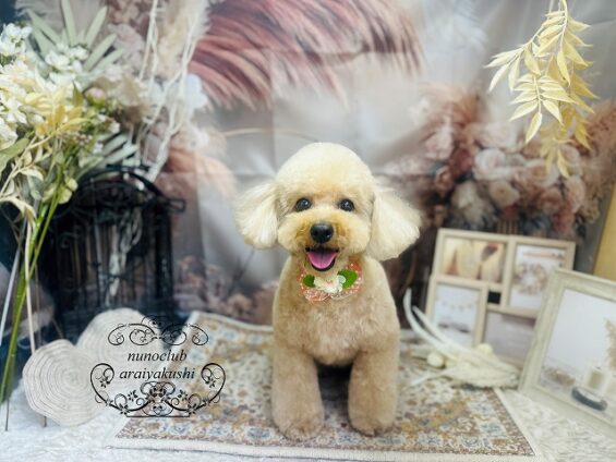 ペットサロン、ヌーノクラブ、可愛くリーズナブルにトリミング　ペットサロン、ヌーノクラブ、可愛くリーズナブルにトリミング 　トイプードルのちい７_640