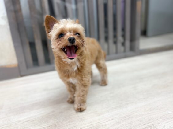 ヌーノクラブ　犬のペットホテル　東京　中野区　フリースペースでのびのび　お預かり中　チワプーの天