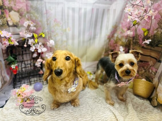 ペットサロン、ヌーノクラブ、可愛くリーズナブルにトリミング　ペットサロン、ヌーノクラブ、可愛くリーズナブルにトリミング 　ヨーキーのO次郎とダックスのカール_640