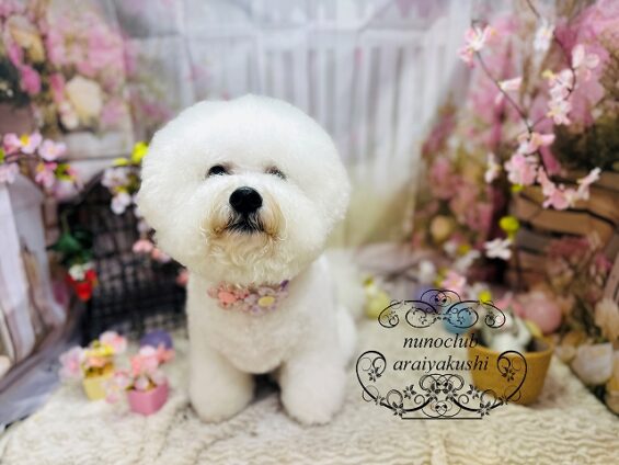 ペットサロン、ヌーノクラブ、可愛くリーズナブルにトリミング　ペットサロン、ヌーノクラブ、可愛くリーズナブルにトリミング　