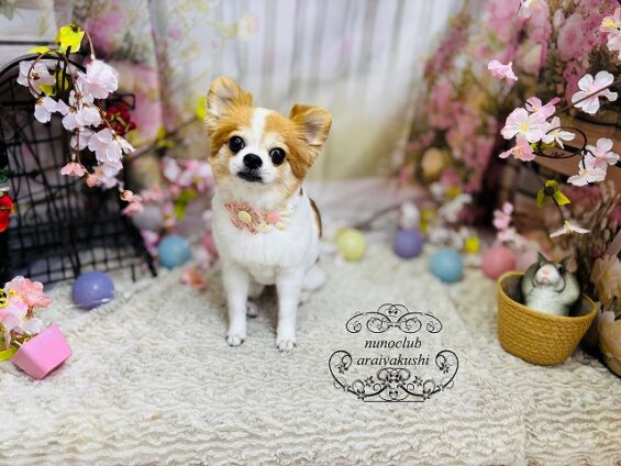 ペットサロン、ヌーノクラブ、可愛くリーズナブルにトリミング　ペットサロン、ヌーノクラブ、可愛くリーズナブルにトリミング　チワワのチョコ２_640