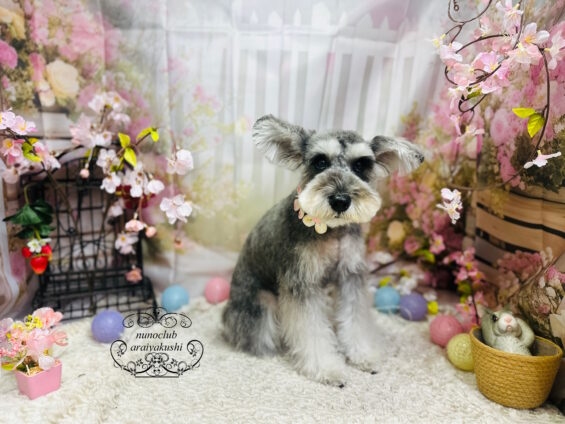 ペットサロン、ヌーノクラブ、可愛くリーズナブルにトリミング　ペットサロン、ヌーノクラブ、可愛くリーズナブルにトリミング 