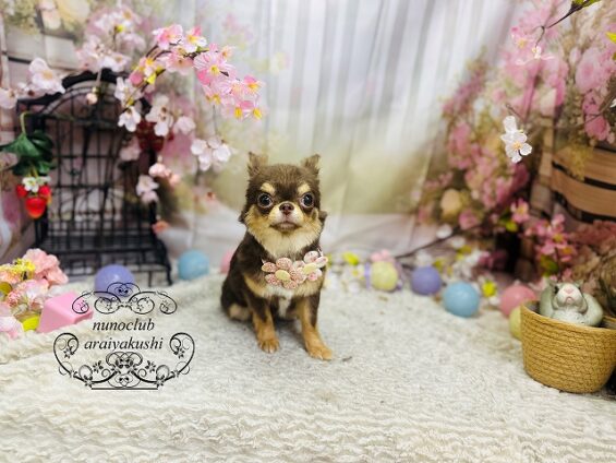 ペットサロン、ヌーノクラブ、可愛くリーズナブルにトリミング　ペットサロン、ヌーノクラブ、可愛くリーズナブルにトリミング