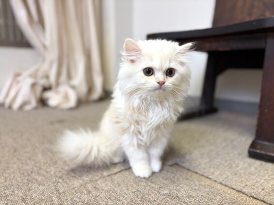 ヌーノクラブ 猫専用ペットホテル 都内 中野区 フリースペースでのびのび お預り中の猫ちゃん ラガマフィンのもふ