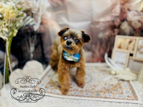 ペットサロン、ヌーノクラブ、可愛くリーズナブルにトリミング　ペットサロン、ヌーノクラブ、可愛くリーズナブルにトリミング 　MIXのナッツ_640