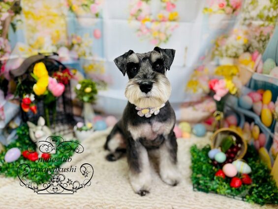 ペットサロン、ヌーノクラブ、可愛くリーズナブルにトリミング　シュナウザーの未来_640