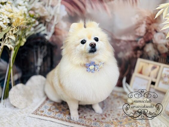 ペットサロン、ヌーノクラブ、可愛くリーズナブルにトリミング　ペットサロン、ヌーノクラブ、可愛くリーズナブルにトリミング 　ポメラニアンのリリィ３_640