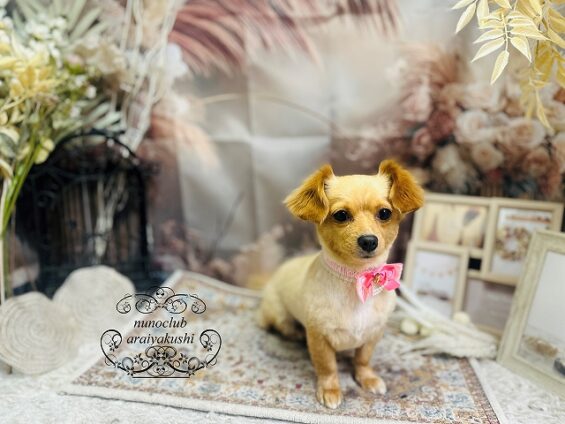 ペットサロン、ヌーノクラブ、可愛くリーズナブルにトリミング　ペットサロン、ヌーノクラブ、可愛くリーズナブルにトリミング