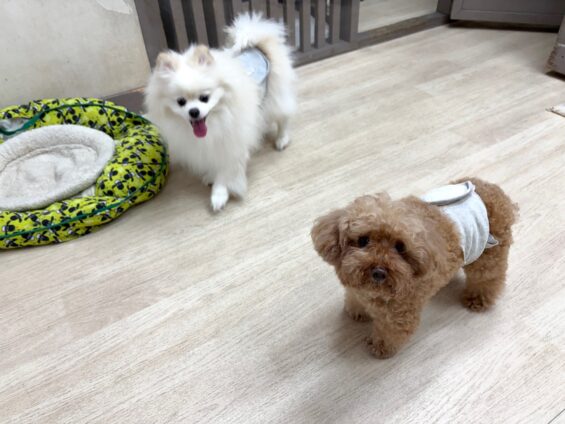 ヌーノクラブ　犬のペットホテル　東京　中野区　フリースペースでのびのび　お預かり中　トイプードルのマロン