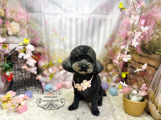 ペットサロン、ヌーノクラブ、可愛くリーズナブルにトリミング　ペットサロン、ヌーノクラブ、可愛くリーズナブルにトリミング　