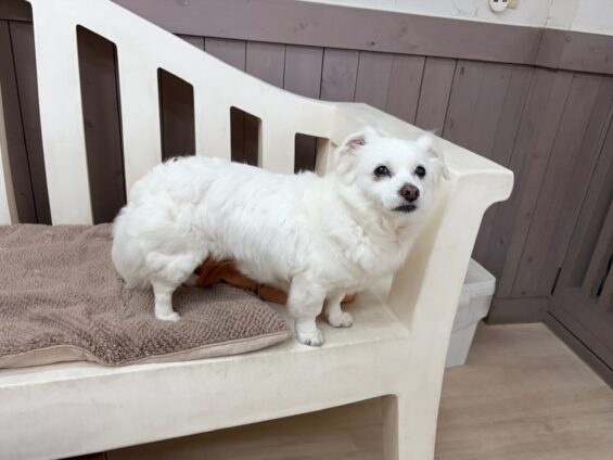 ヌーノクラブ　犬のペットホテル　東京　中野区　フリースペースでのびのび　お預かり中　チワプーのジェシー