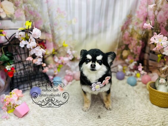 ペットサロン、ヌーノクラブ、可愛くリーズナブルにトリミング　ペットサロン、ヌーノクラブ、可愛くリーズナブルにトリミング　チワワのペコ_640