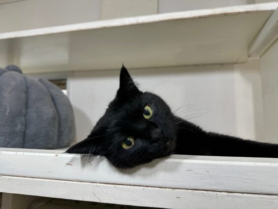 ヌーノクラブ 猫専用ペットホテル 都内 中野区 フリースペースでのびのび お預り中の猫ちゃん 黒猫のハルポニャ