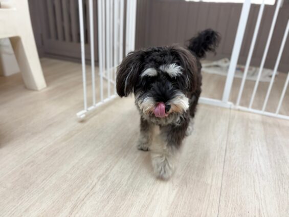ヌーノクラブ　犬のペットホテル　東京　中野区　フリースペースでのびのび　お預かり中　ミニチュアシュナウザーのジョニー
