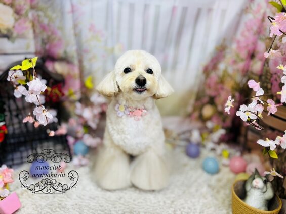 ペットサロン、ヌーノクラブ、可愛くリーズナブルにトリミング　ペットサロン、ヌーノクラブ、可愛くリーズナブルにトリミング　ペキプーのクリ２_640