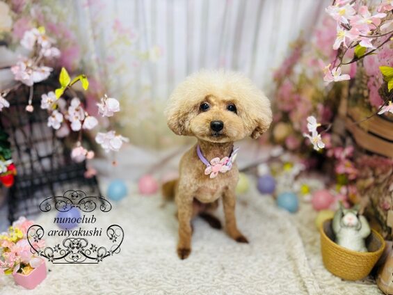 ペットサロン、ヌーノクラブ、可愛くリーズナブルにトリミング　ペットサロン、ヌーノクラブ、可愛くリーズナブルにトリミング　トイプードルのレオ２_640