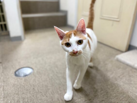 ヌーノクラブ　猫専用ペットホテル　都内　中野区　フリースペースでのびのび　お預り中の猫ちゃん　ミックスのこむぎ、こたつ