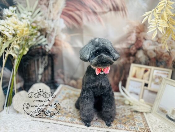 ペットサロン、ヌーノクラブ、可愛くリーズナブルにトリミング　ペットサロン、ヌーノクラブ、可愛くリーズナブルにトリミング 　