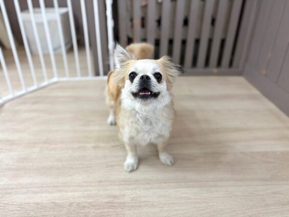 ヌーノクラブ　犬のペットホテル　東京　中野区　フリースペースでのびのび　お預かり中　ペキチワのマーニャ