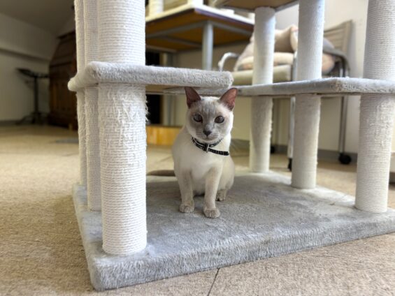 ヌーノクラブ　猫専用ペットホテル　都内　中野区　フリースペースでのびのび　お預り中の猫ちゃん　トンキニーズのタケル