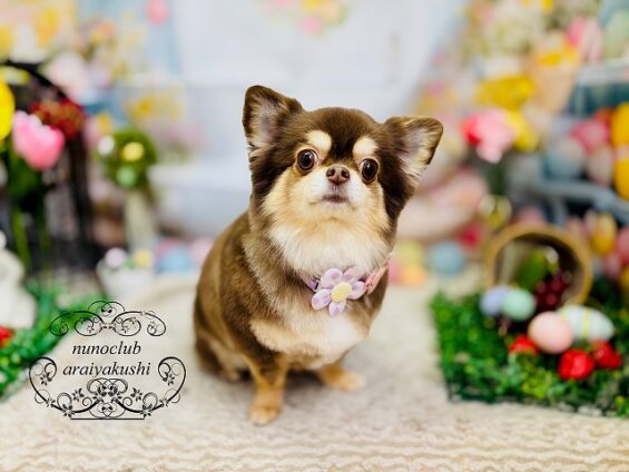 ペットサロン、ヌーノクラブ、可愛くリーズナブルにトリミング　ペットサロン、ヌーノクラブ、可愛くリーズナブルにトリミング　チワワのちっぷ_640