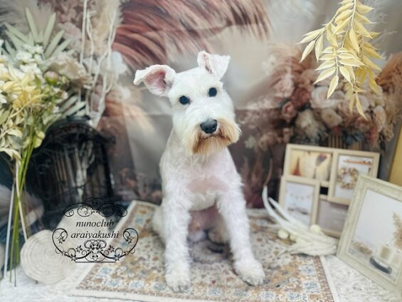 ペットサロン、ヌーノクラブ、可愛くリーズナブルにトリミング　ペットサロン、ヌーノクラブ、可愛くリーズナブルにトリミング 　