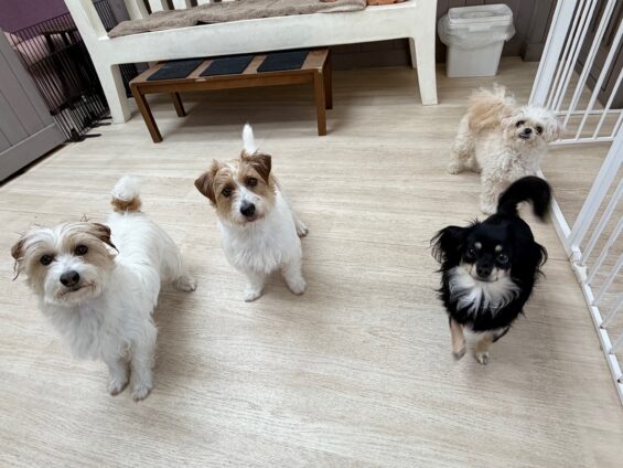 ヌーノクラブ　犬のペットホテル　東京　中野区　フリースペースでのびのび　お預かり中　チワックスのリリー