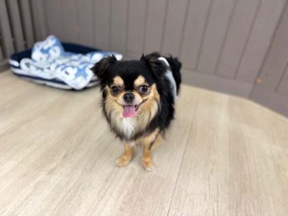 ヌーノクラブ　犬のペットホテル　東京　中野区　フリースペースでのびのび　お預かり中　チワワのぽんたろう、ふうたろう