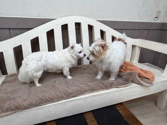 ヌーノクラブ　犬のペットホテル　東京　中野区　フリースペースでのびのび　お預かり中　チワプーのジェシー